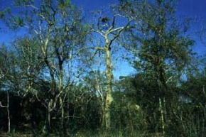 ゴンサロアルベスの木