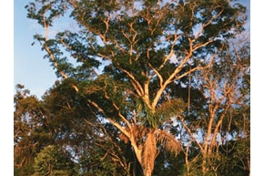 アフロルモシアの木